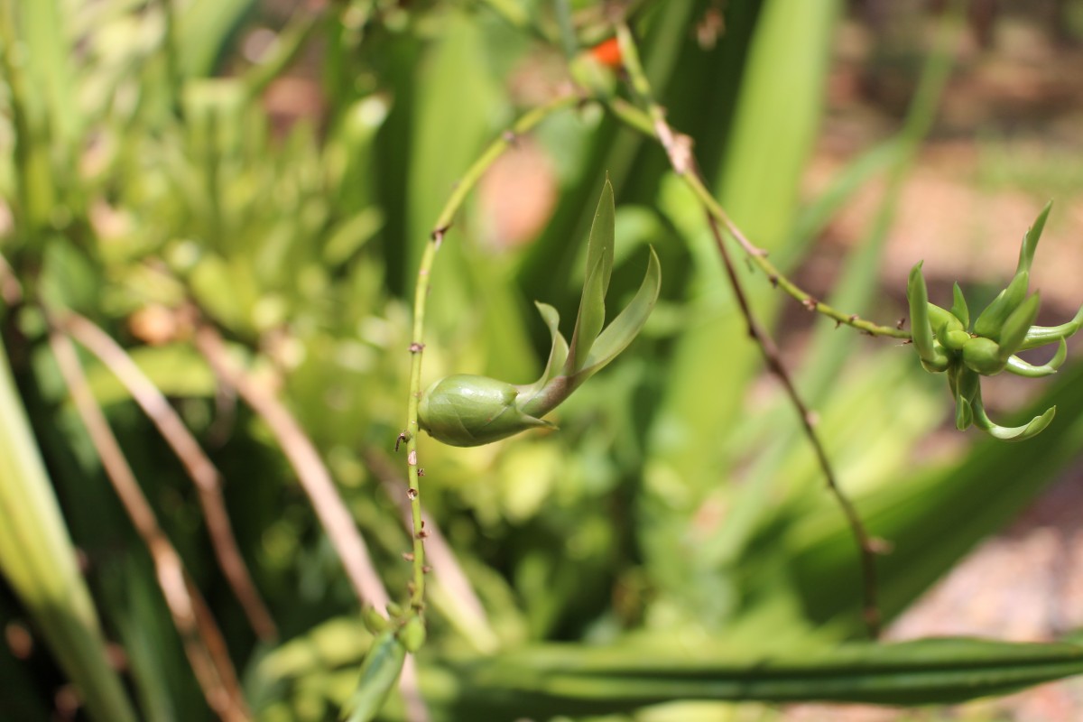 Furcraea foetida (L.) Haw.